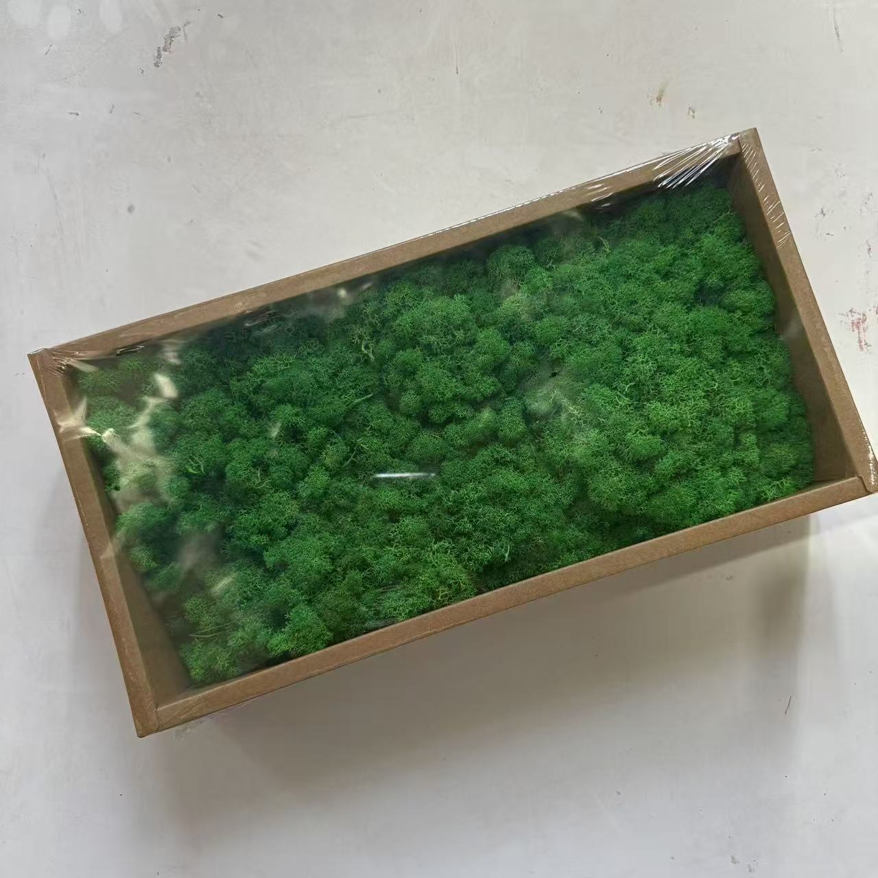 Preserved Reindeer Moss Bulk Box – Blackish Green