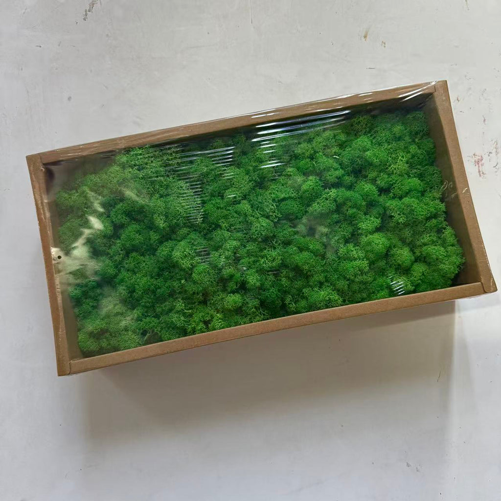 Preserved Reindeer Moss Bulk Box – Dark Green