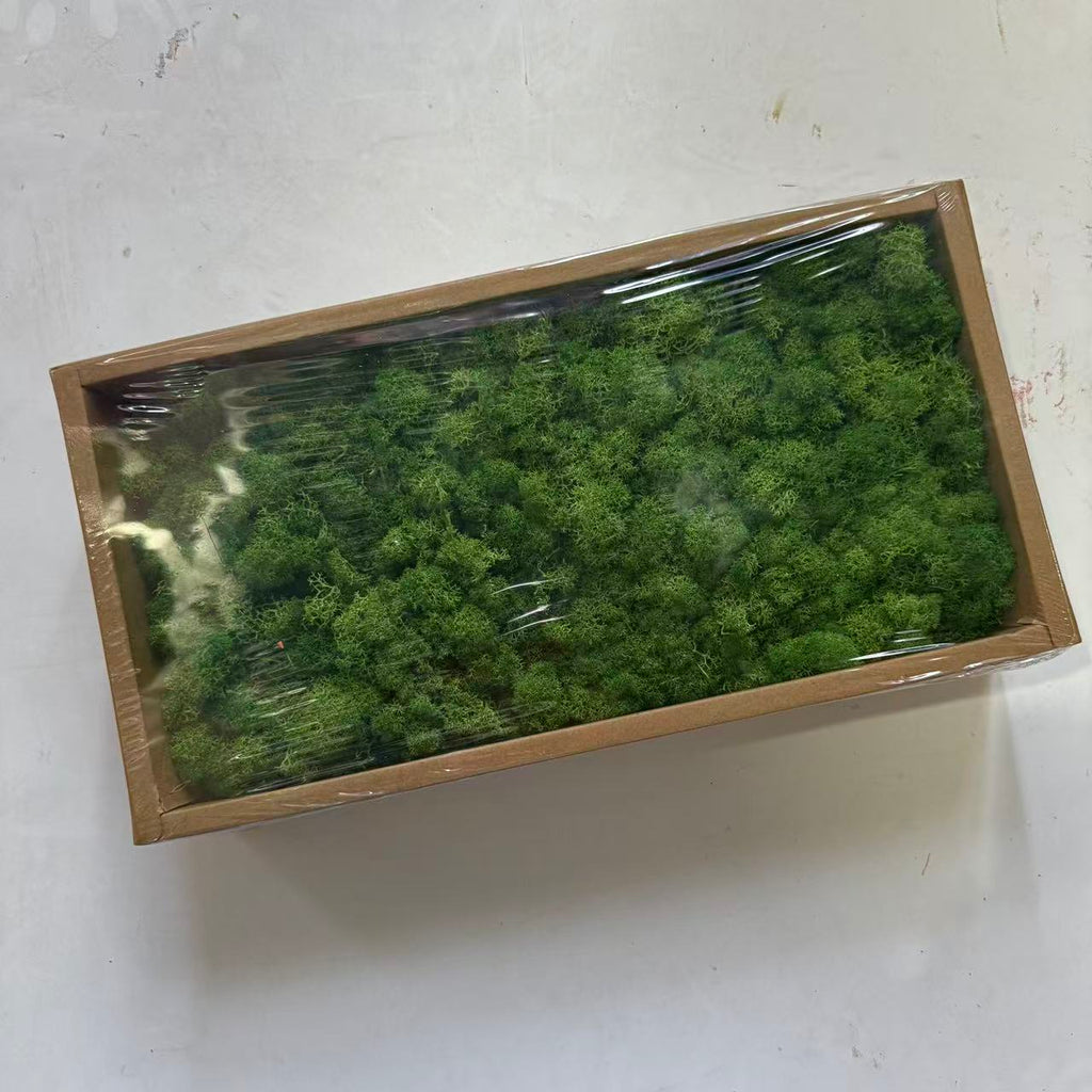 Preserved Reindeer Moss Bulk Box – Emerald Green