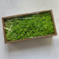 Preserved Reindeer Moss Bulk Box – Fruit Green