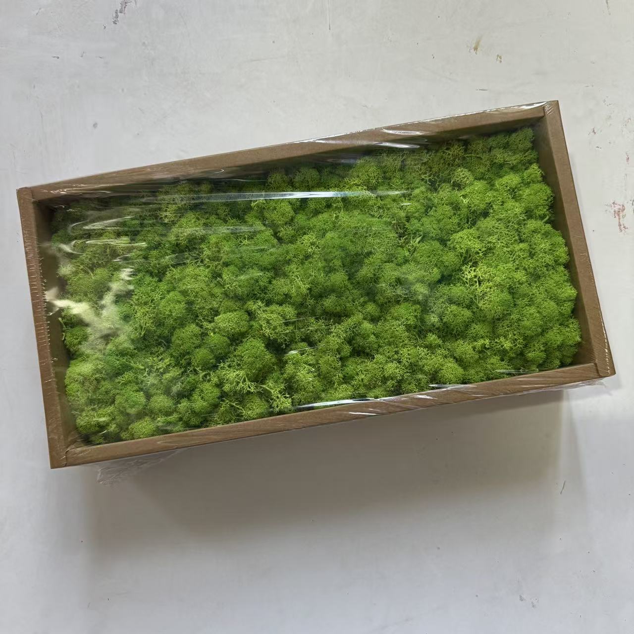 Preserved Reindeer Moss Bulk Box – Fruit Green