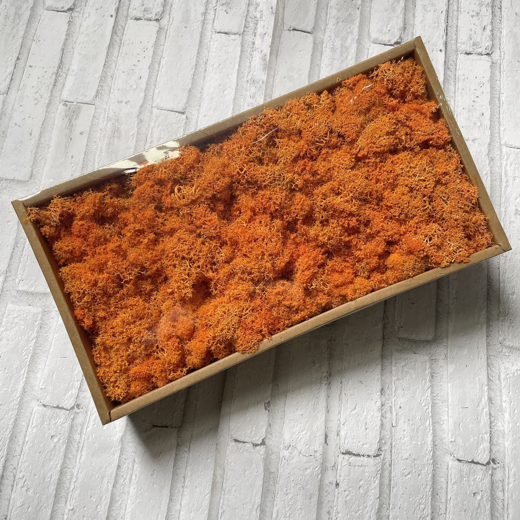 Preserved Reindeer Moss Bulk Box – Orange