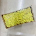 Preserved Reindeer Moss Bulk Box – Pale Yellow