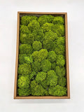 G1 preserved cushion moss box for moss walls and indoor decor