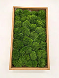 G4 preserved cushion moss box for biophilic interiors